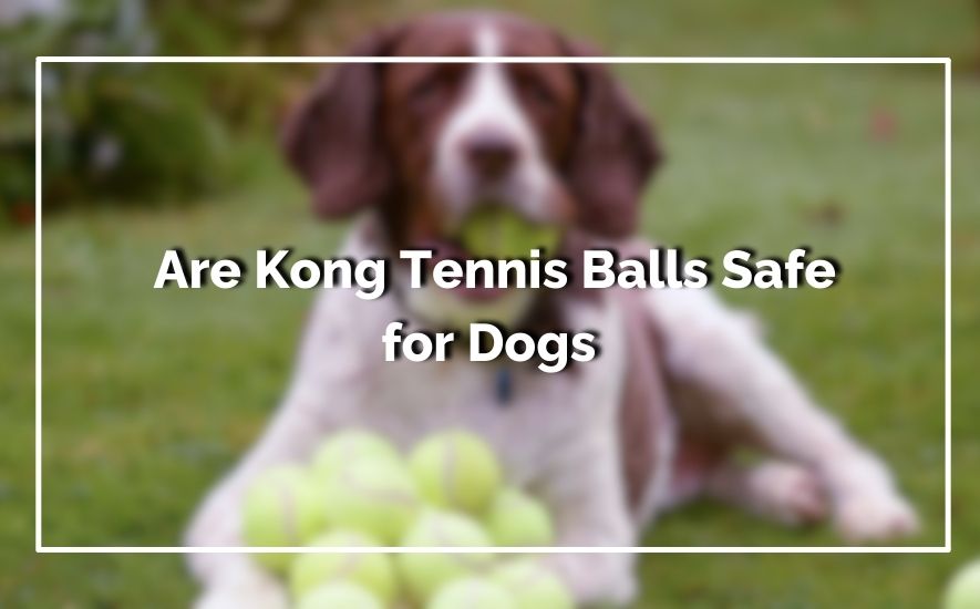 Are Kong Tennis Balls Safe for Dogs