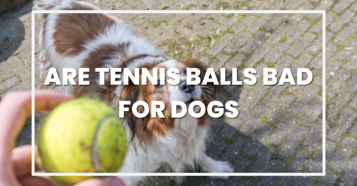 Are Tennis Balls Bad for Dogs