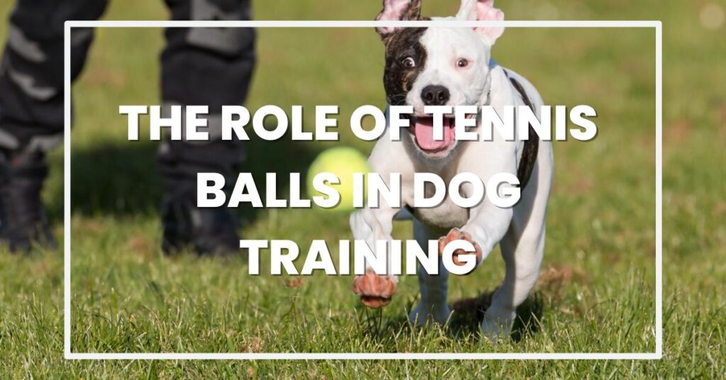 The Role of Tennis Balls in Dog Training